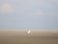 SPO / Ording / Moewe am Strand